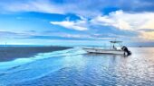 Dolphin Cruise